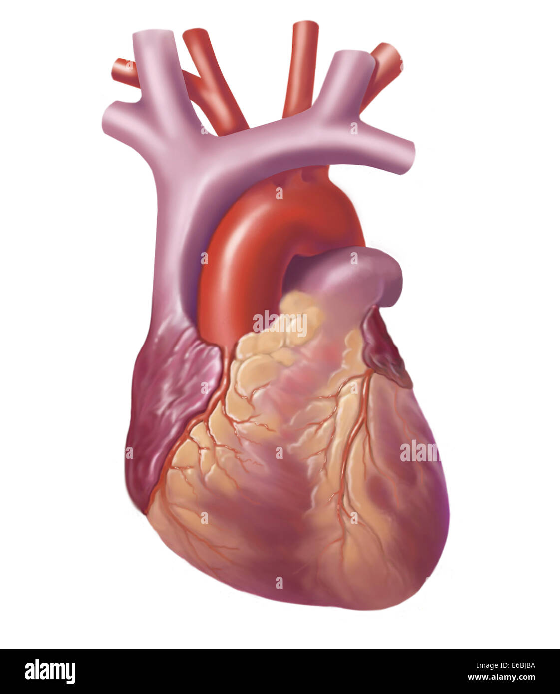 Anterior view of human heart. Stock Photo