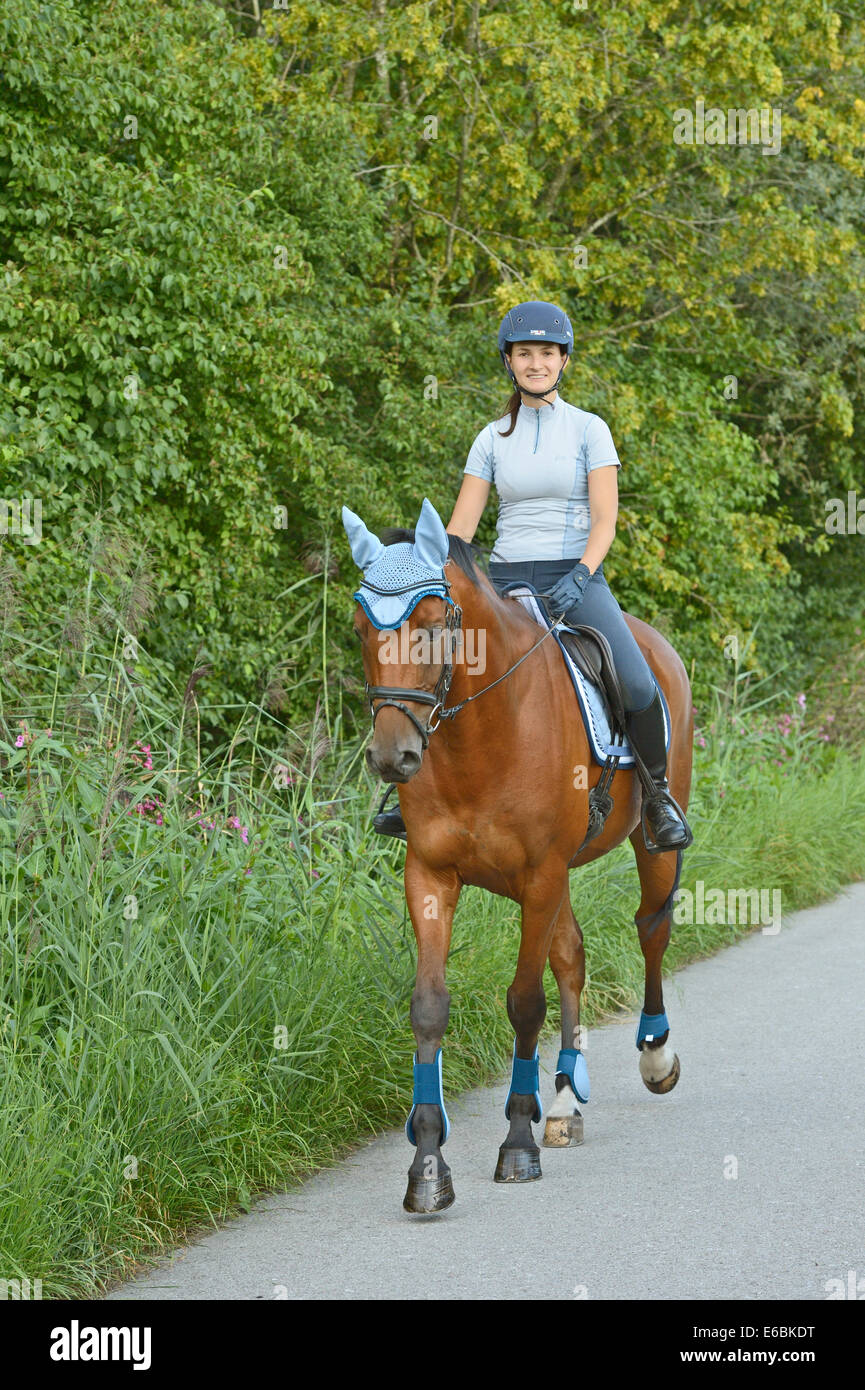 Rider on back of a Bavarian horse riding walk on a small road. Rider and horse wearing a color matched outfit. Stock Photo