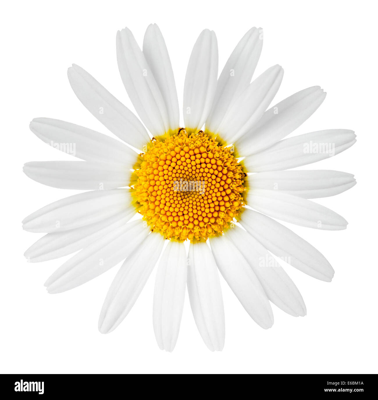 Chamomile flower isolated on white background. Macro shot Stock Photo