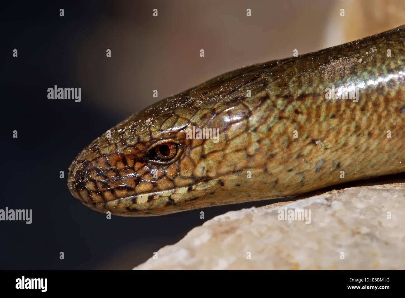 Close-up of limbless lizard Anguis colchica on lime rock. Slow worm with turquoise spots. Fauna of Ojcow National Park. Stock Photo