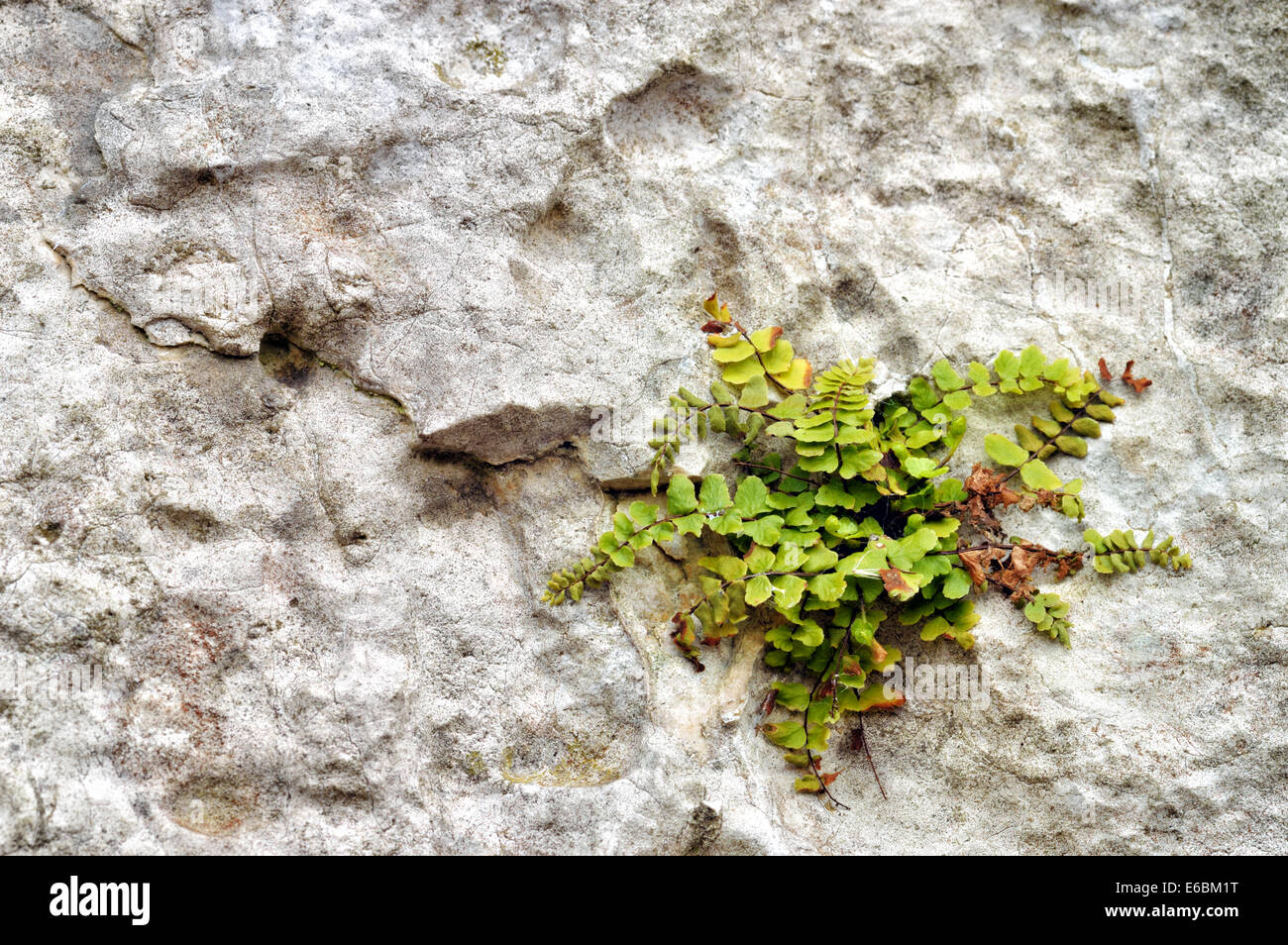 Flora of Ojcow National Park. Maidenhair spleenwort (Asplenium trichomanes) growing in a lime rock. Stock Photo