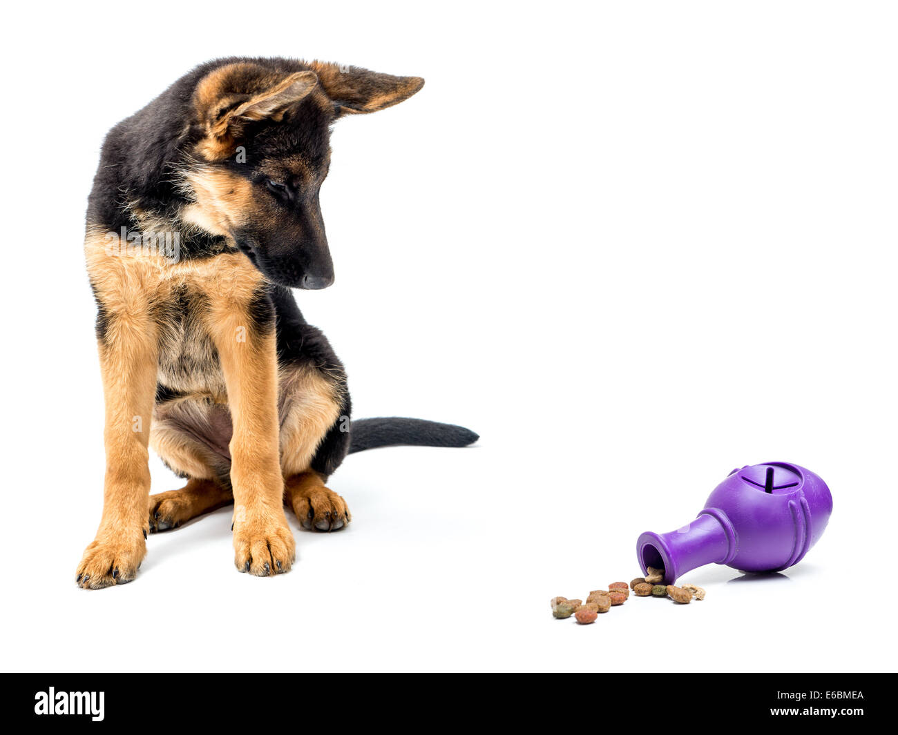 Gerrman shepherd puppy looking curiously at rubber treat release puzzle toy shot on white Stock Photo