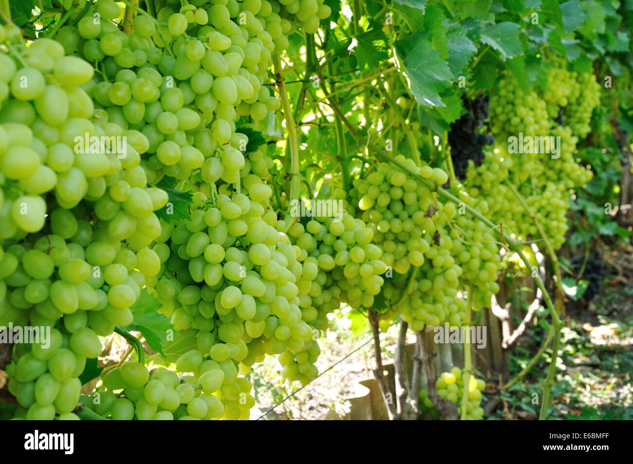 plantation of green grape full of ripe fruits Stock Photo