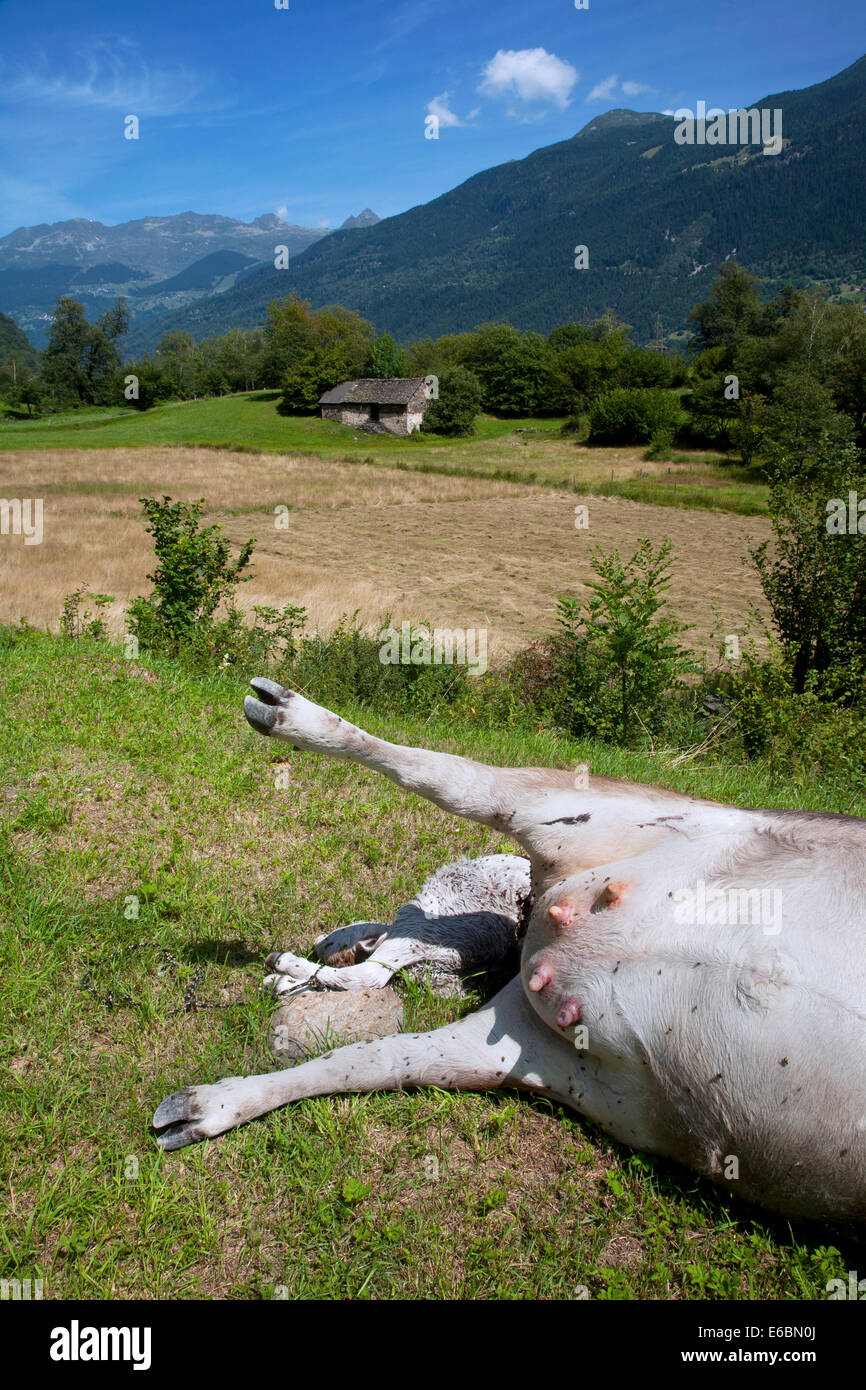 Dead cow, Ticino, Switzerland. Stock Photo