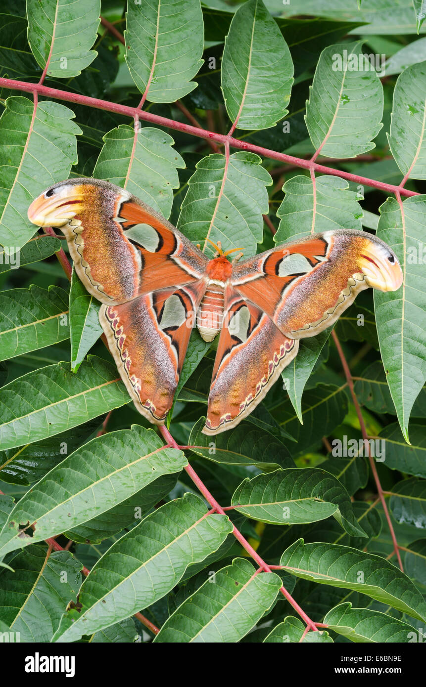 Atlas Moth (Attacus atlas) female sitting on Tree of Heaven (Ailanthus ...