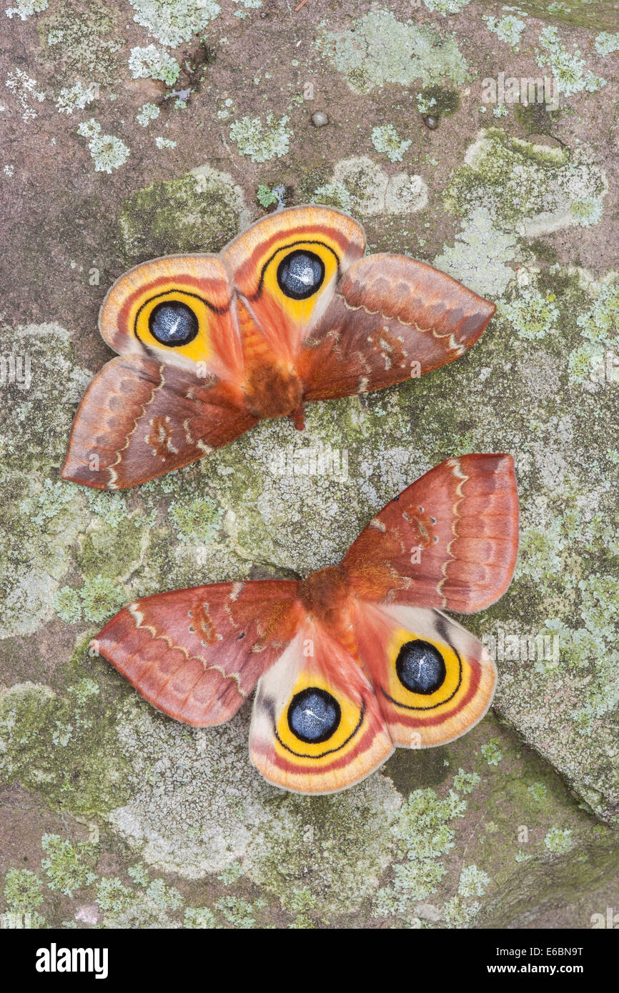 IO Moth (Automeris io) 2 females flashing eyespots on lichen covered rock.  This display will startle small predators. Stock Photo