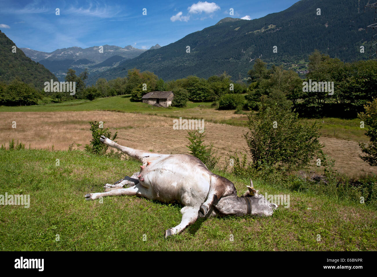 Dead cow, Ticino, Switzerland. Stock Photo