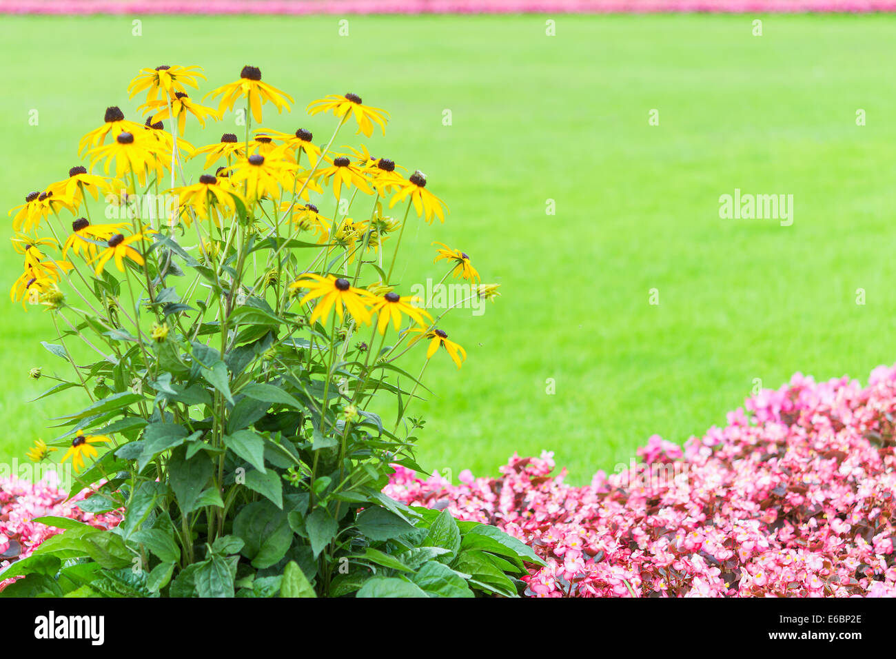 Floral frame backdrop with yellow and pink garden flowers against blurred green fresh grass with free copy-space place text Stock Photo