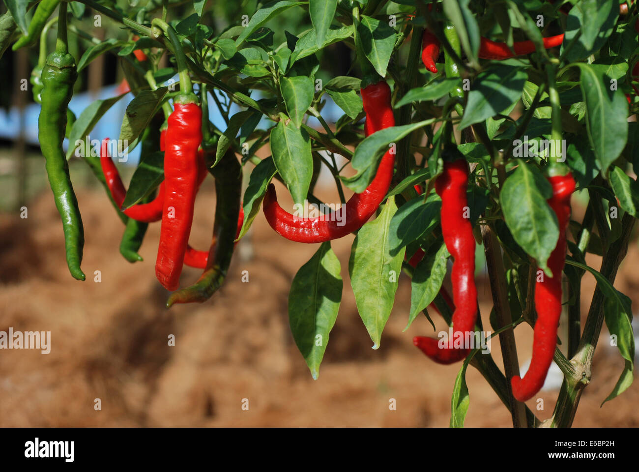 Red chili peppers on plant Stock Photo