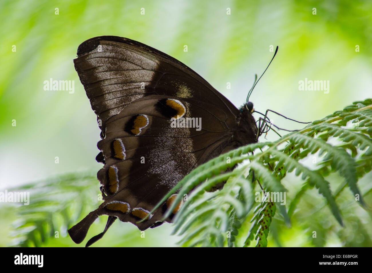 Stunning macro detail of a butterfly Stock Photo