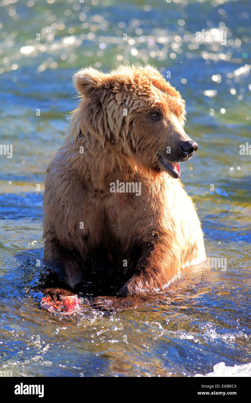 Grizzly Bear (Ursus arctos horribilis) adult, feeding in the water, Brooks River, Katmai National Park and Preserve, Alaska Stock Photo