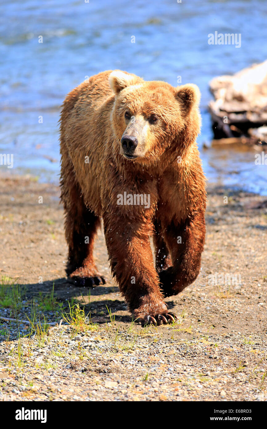 Grizzly Bear (Ursus arctos horribilis) adult, walking on the waterfront, Brooks River, Katmai National Park and Preserve, Alaska Stock Photo