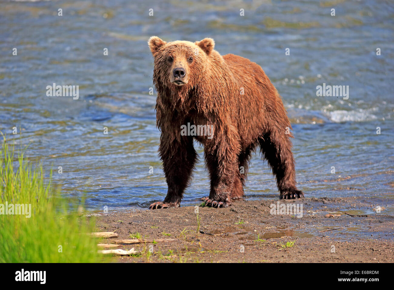 Grizzly Bear (Ursus arctos horribilis) adult, waterfront, Brooks River, Katmai National Park and Preserve, Alaska, United States Stock Photo