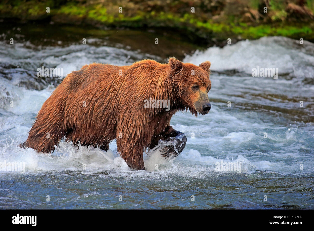 Grizzly Bear (Ursus arctos horribilis) adult, foraging in the water, Brooks River, Katmai National Park and Preserve, Alaska Stock Photo