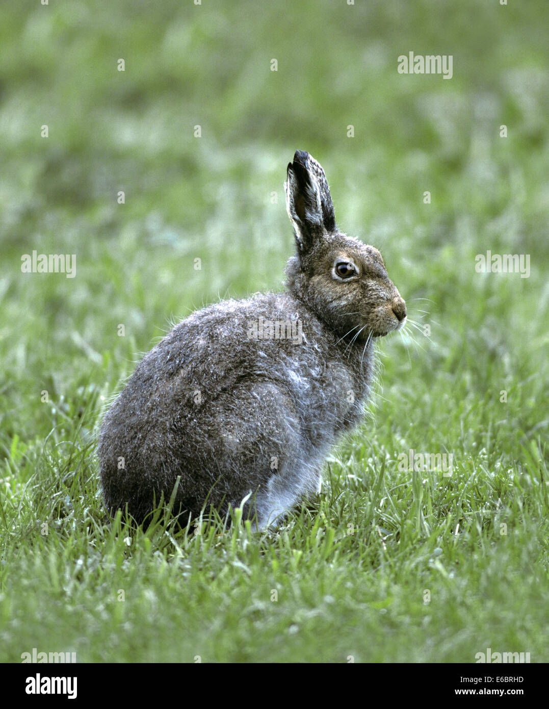Mountain Hare - Lepus timidus Stock Photo