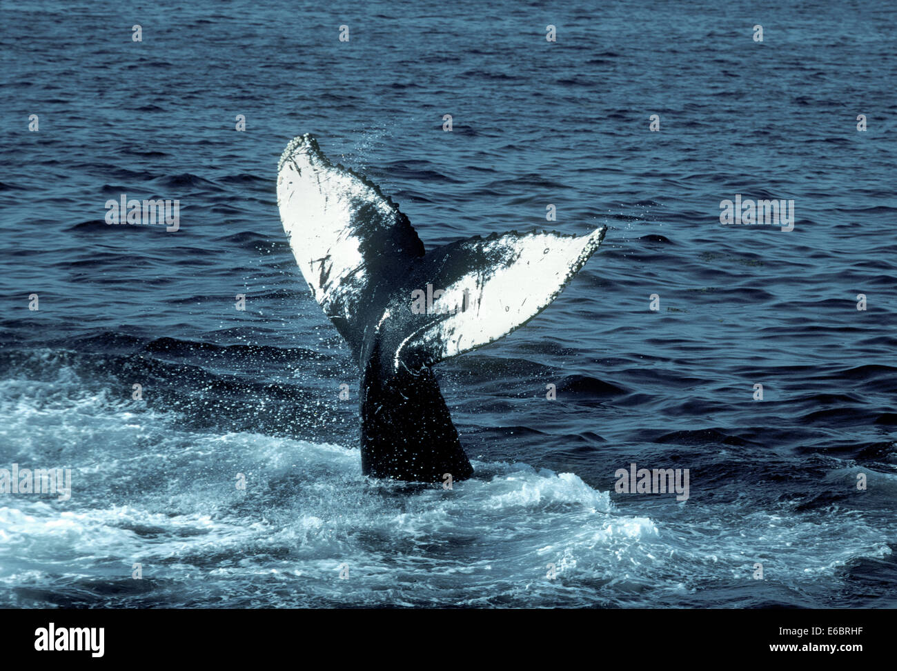 Humpback Whale - Megaptera novaeangliae Stock Photo