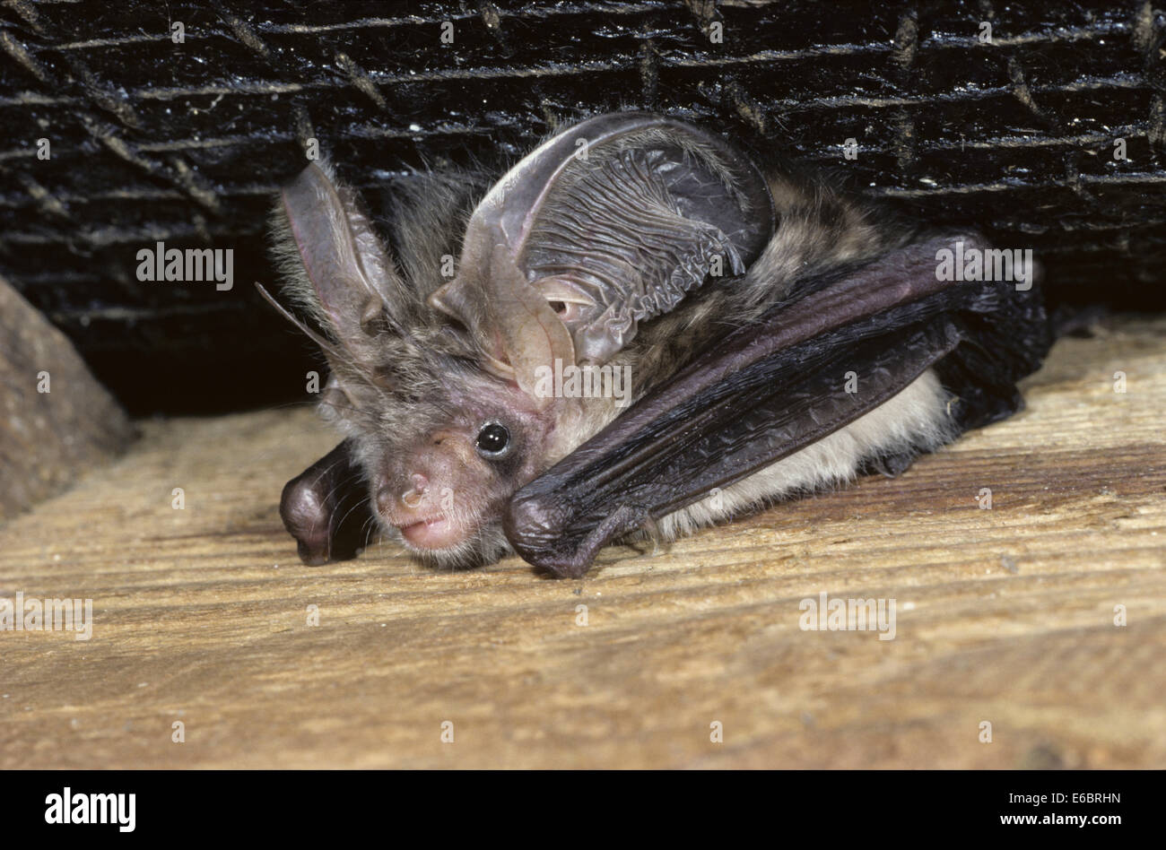 Brown Long-eared Bat - Plecotus auritus Stock Photo
