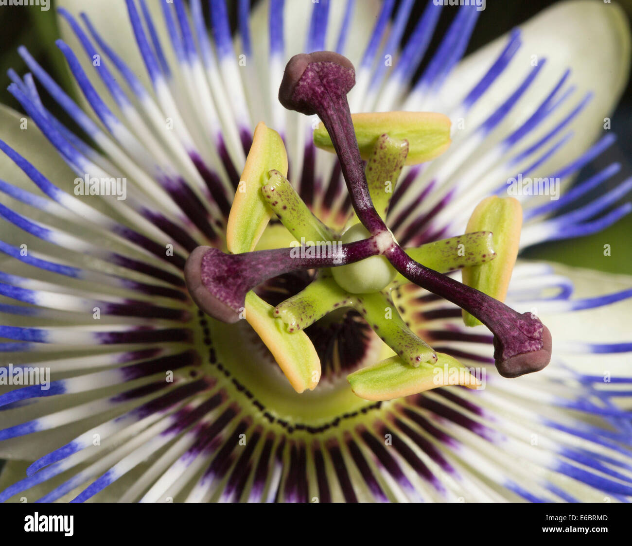 Blue Passion Flower (Passiflora caerulea Stock Photo - Alamy