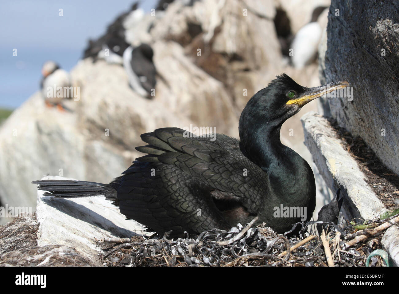 European shag (Phalacrocorax aristotelis), bird island Hornøya, Varanger, Norway Stock Photo