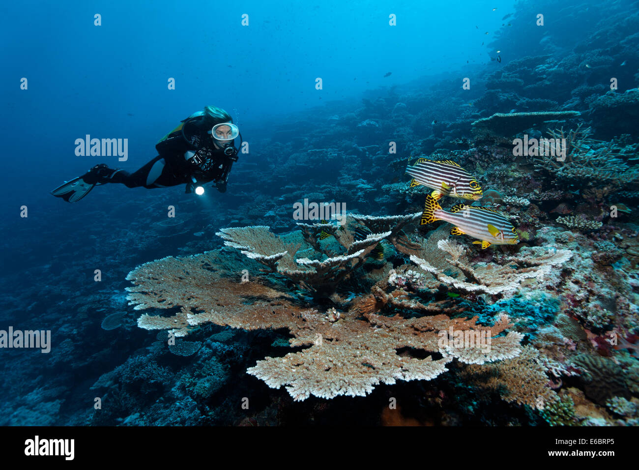 Divers looking at table coral (Acropora hyacinthus) with two Indian Ocean oriental sweetlipss (Plectorhinchus vittatus) at Stock Photo