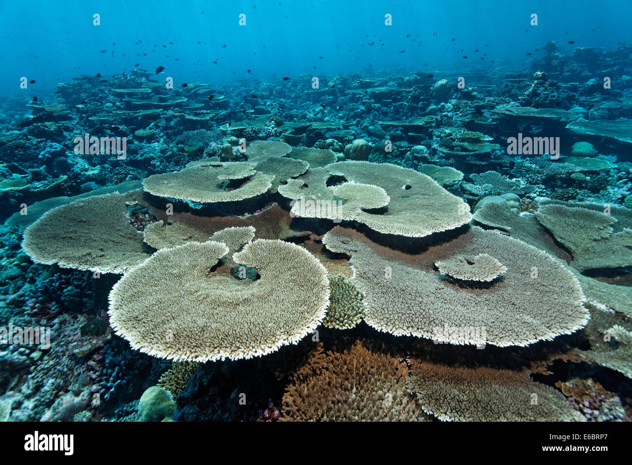Reef flat with Acropora table coral (Acropora hyacinthus), Indian Stock ...