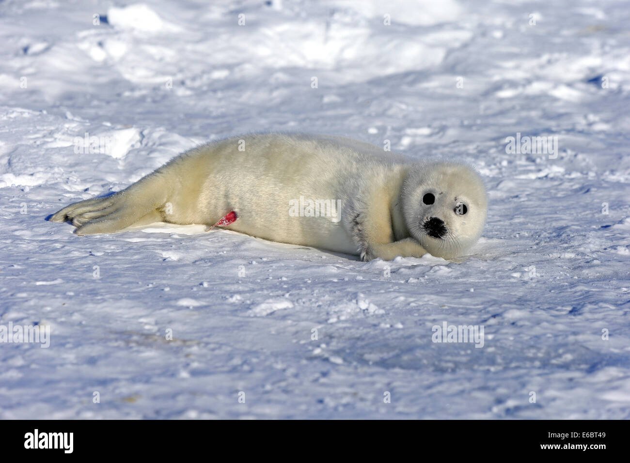Harp Seal or Saddleback Seal (Pagophilus groenlandicus, Phoca groenlandica), pup on pack ice, Magdalen Islands Stock Photo