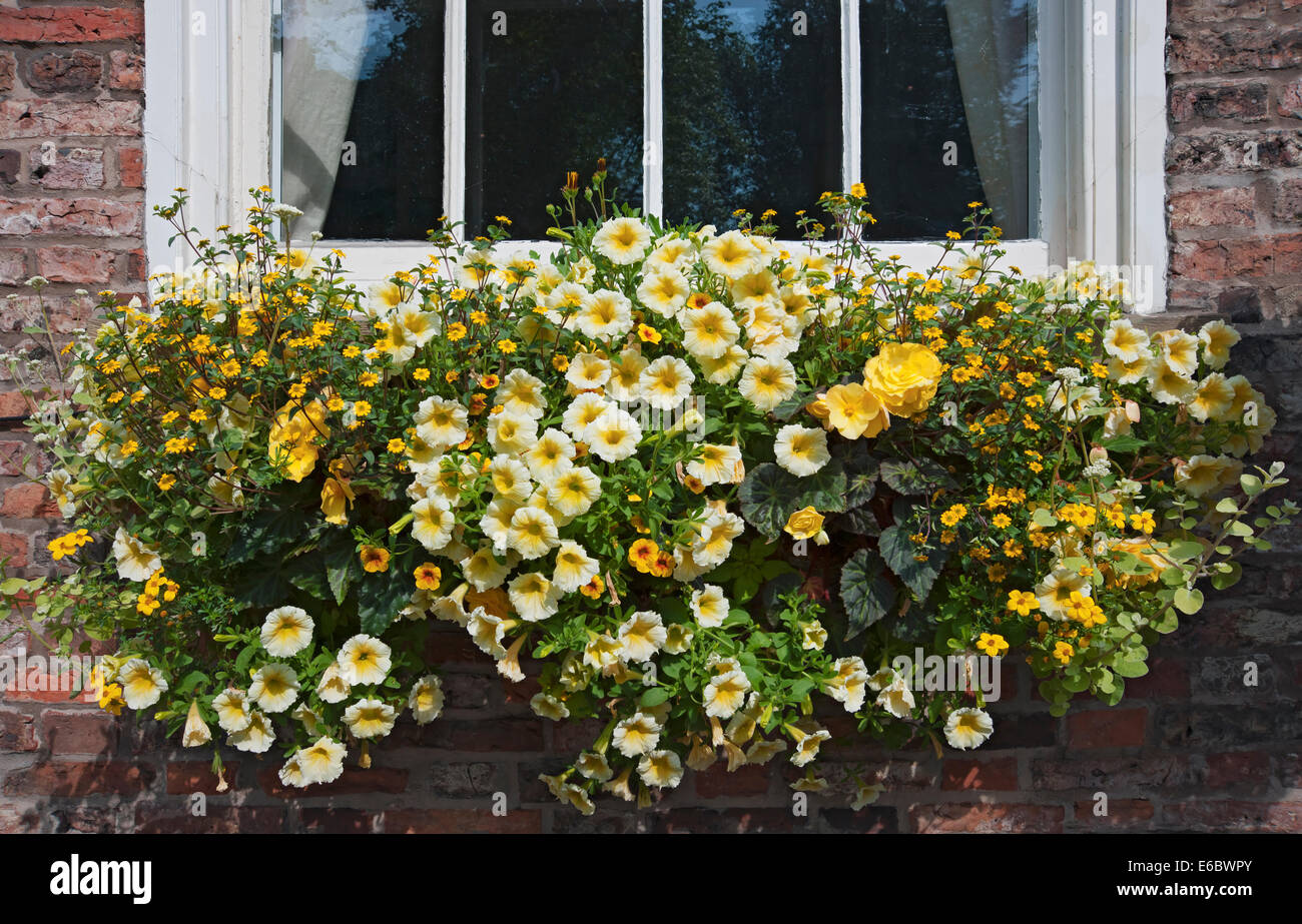 Yellow flowers flower flowering colour colourful in window box on the window sill of a house in summer England UK United Kingdom GB Great Britain Stock Photo