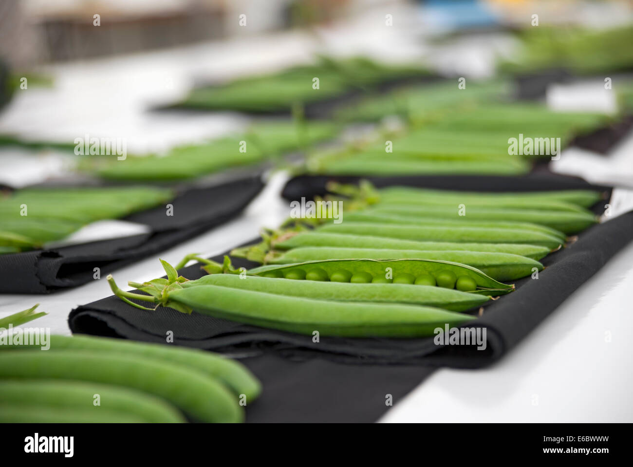 Close up of freshly picked garden Pea Peas in pods vegetables on display Driffield Show East Yorkshire England UK United Kingdom GB Great Britain Stock Photo