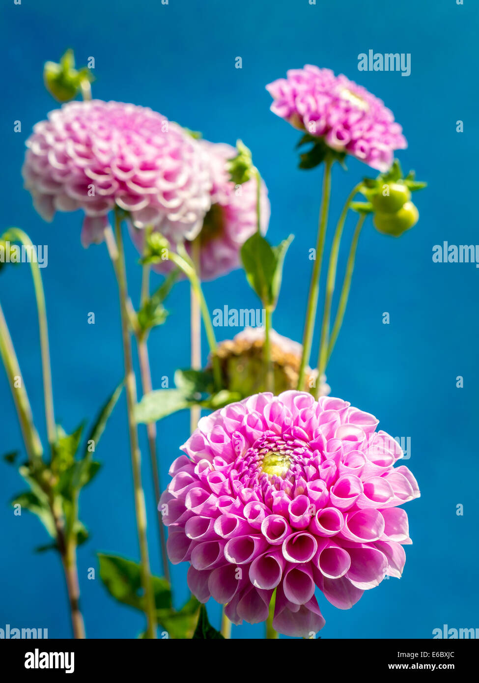 Pink dahlia flowers shot on blue background Stock Photo Alamy