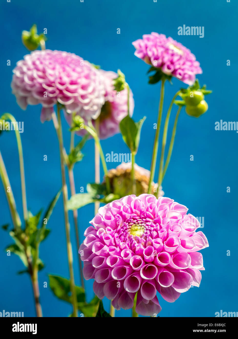 Pink dahlia flowers shot on blue background Stock Photo