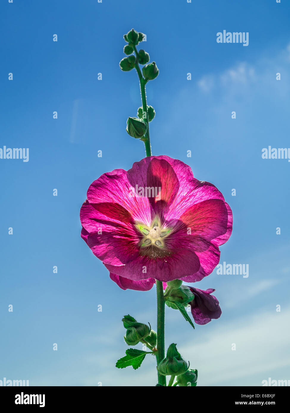 Purple mallow flower shot against blue sky Stock Photo