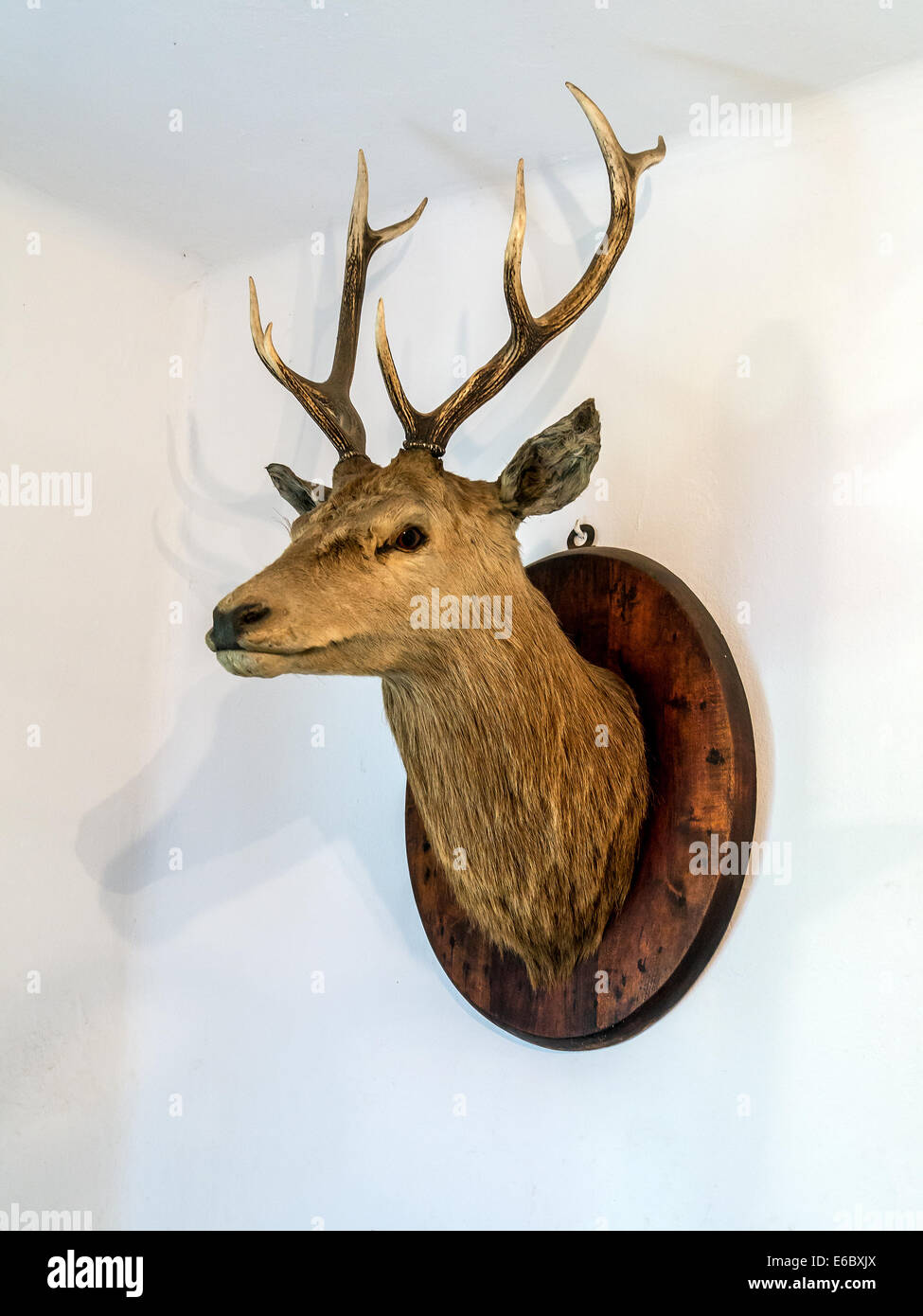 Deer antlers hanging on white wall Stock Photo