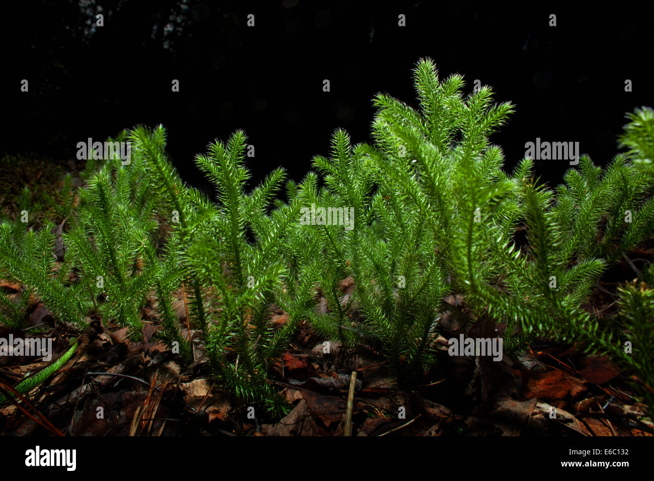 Stiff clubmoss (lycopodium annotinum) Stock Photo