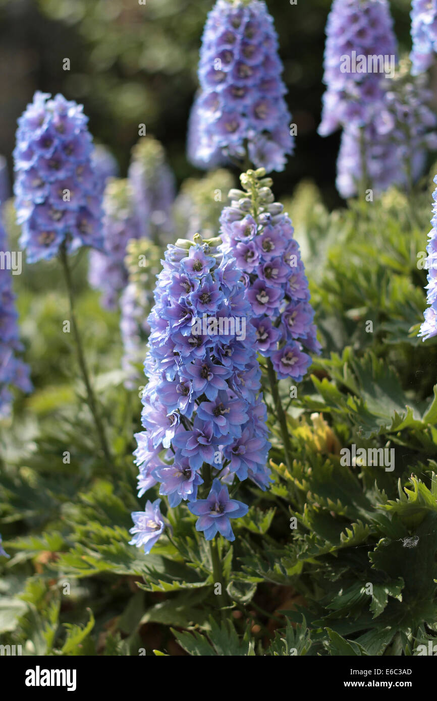 Delphiniums growing in full sunshine Stock Photo