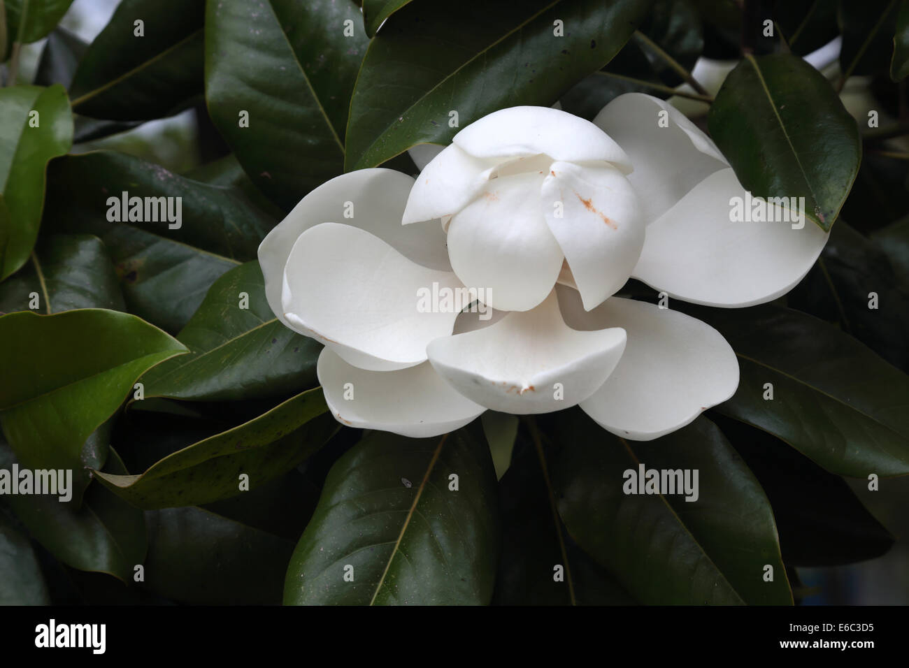 White Winter Magnolia Bud main image 1