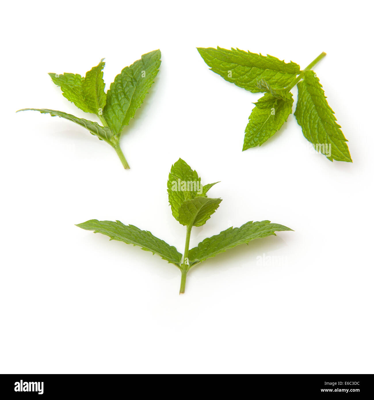 Fresh sprig of mint isolated on a white studio background. Stock Photo
