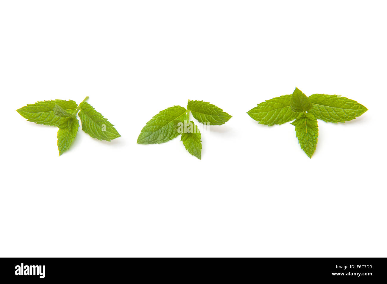 Fresh sprig of mint isolated on a white studio background. Stock Photo