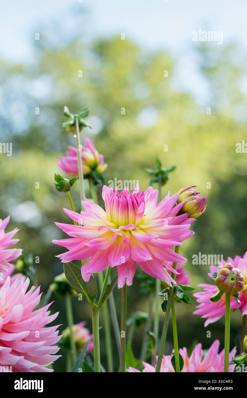 Dahlia ‘Melody Gypsy' . Semi Cactus Dahlia flower Stock Photo