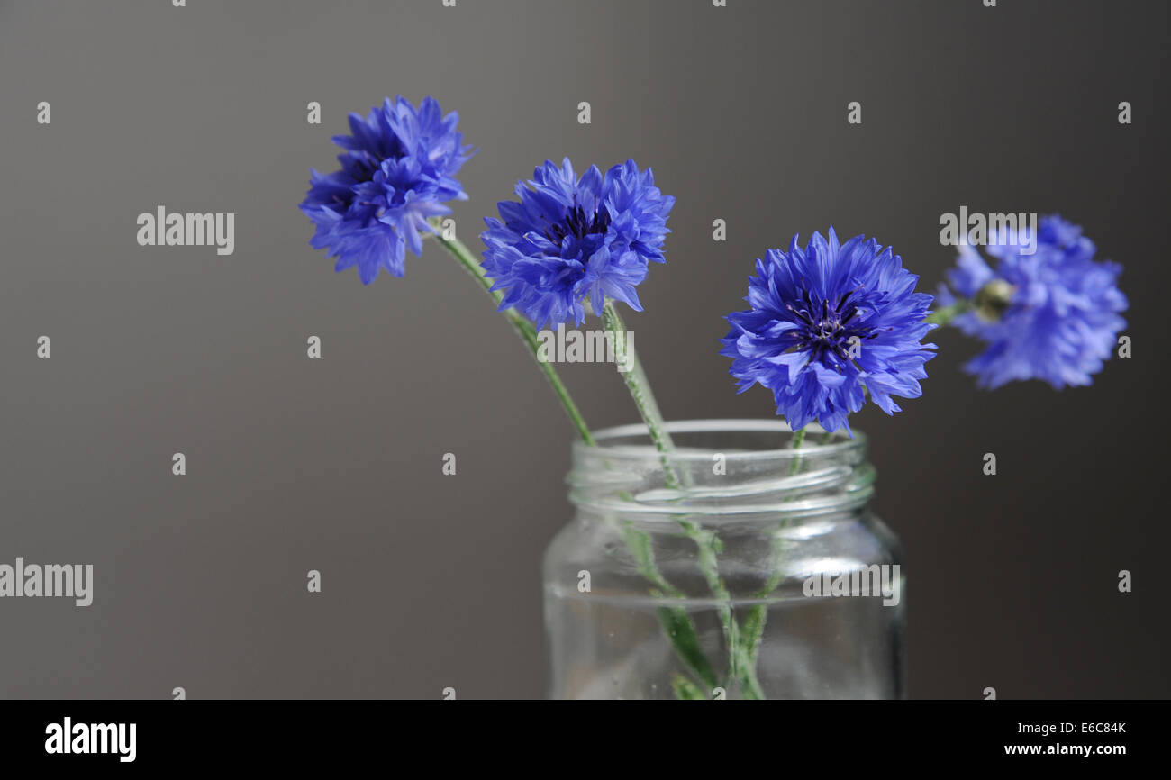 Blue cornflowers against a a dark gray background Stock Photo
