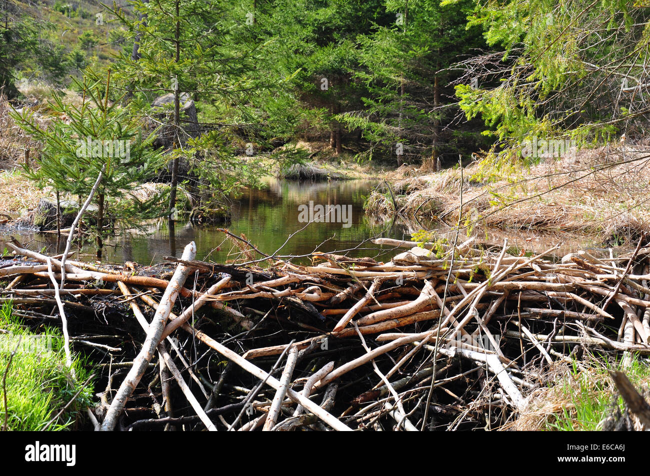 Beaver dam Stock Photo Alamy
