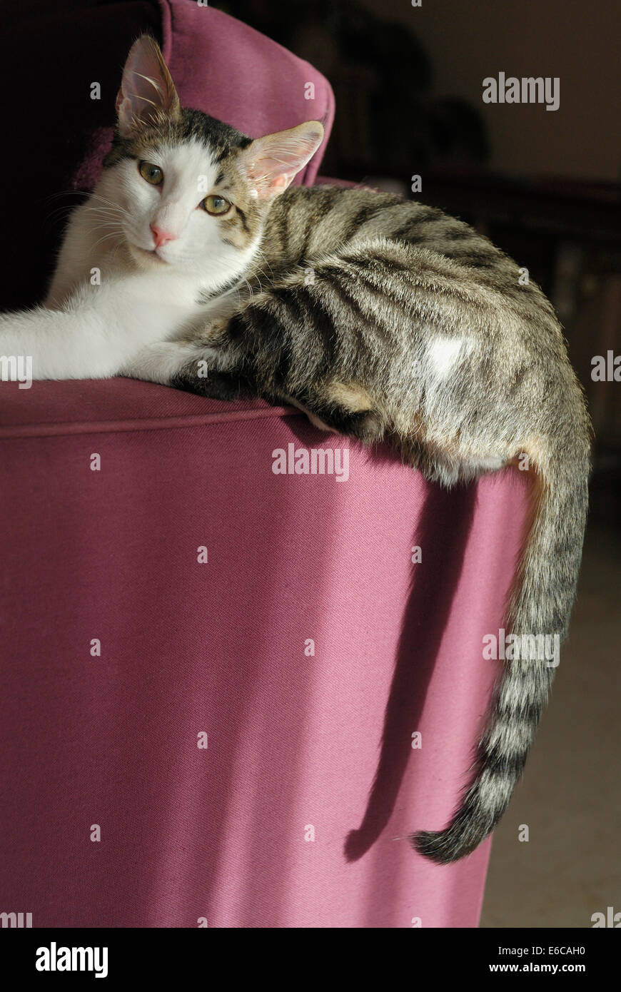 Cat relaxing on the arm of a sofa indoors Stock Photo