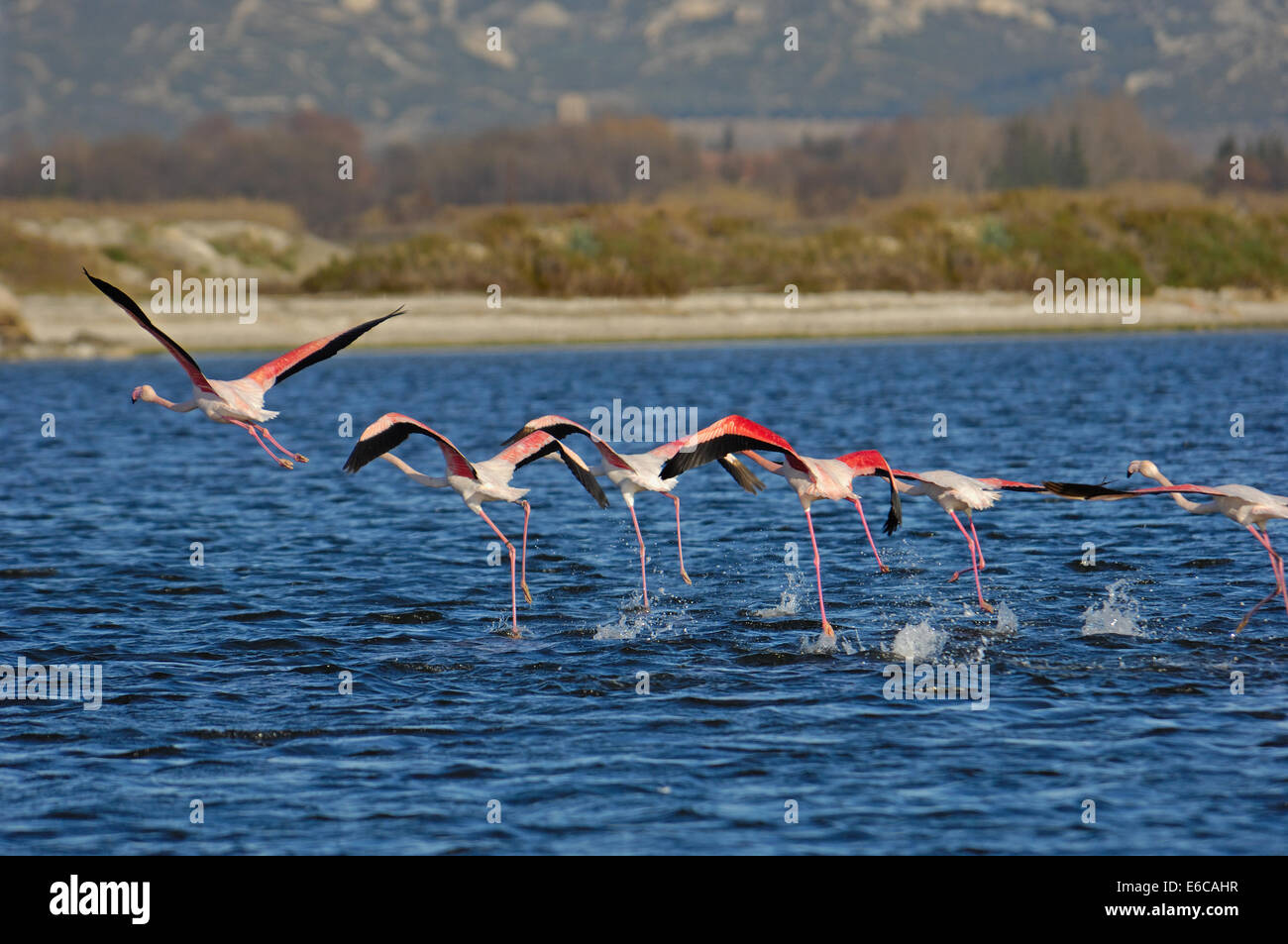 Flock of Greater Flamingoes (Phoenicopterus ruber) taking off in a row, Berre l'Etang, Provence, France Stock Photo