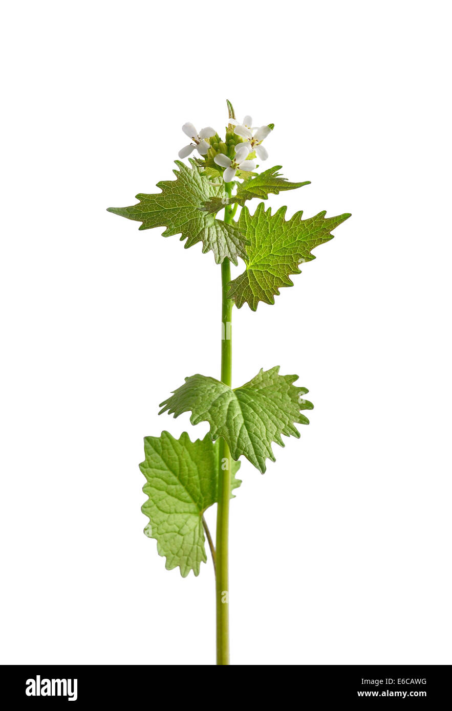 Garlic mustard (Alliaria petiolata) Stock Photo