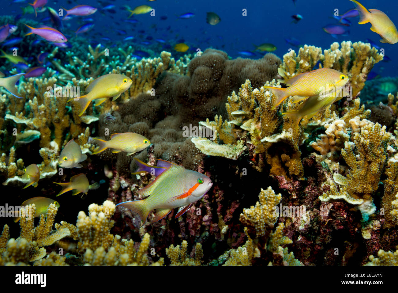Male Threadfin anthias with a harem of female Threadfin anthias, seen flitting above a coral reef. Stock Photo