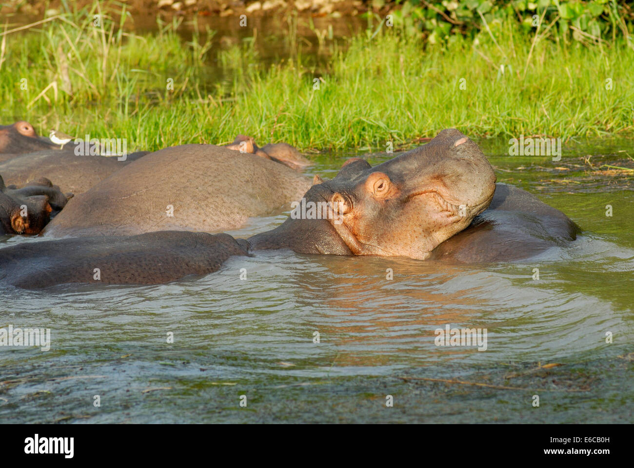 Group of Hippopotamus (Hippopotamus amphibius) bathing together in river,  Saint-Lucia, Wetland Park, South Africa Stock Photo
