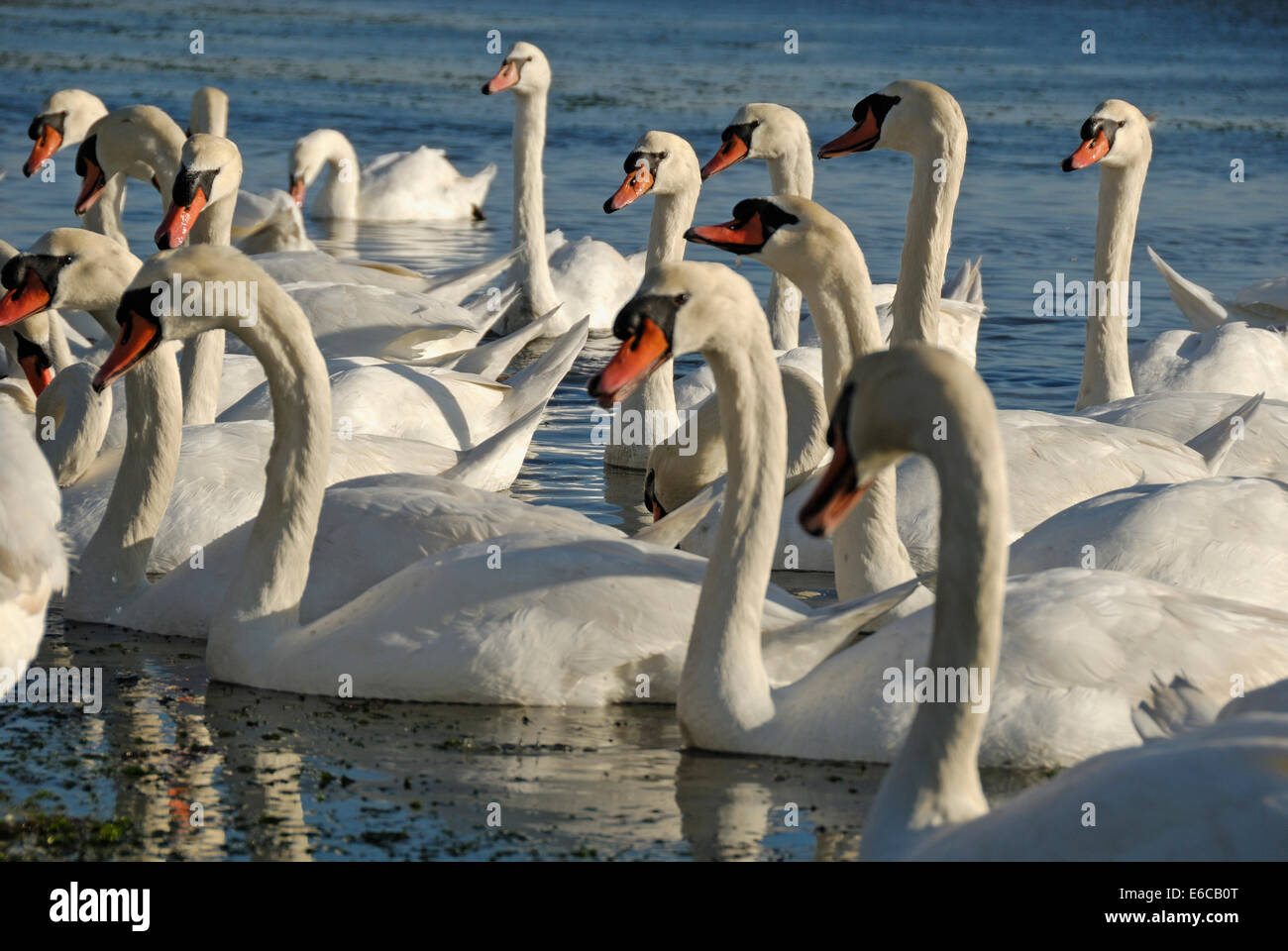 Group of wild Swans in Berre pond, Berre l'Etang, Provence, France, Europe Stock Photo