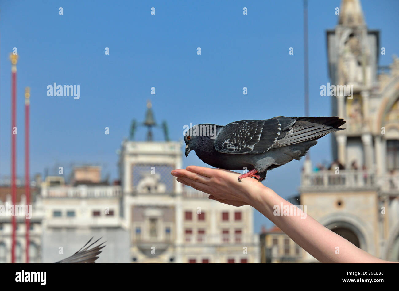 Tourist feeding pigeon in St Mark's Square / Piazza San Marco, Venice, Italy, Europe Stock Photo