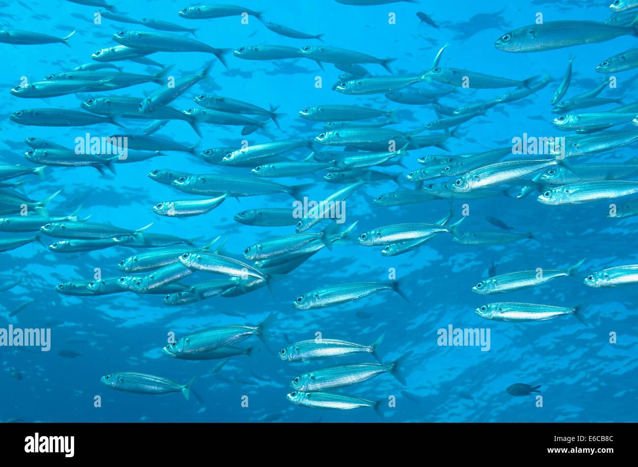 School of Bogue fishes (boops boops), Mediterranean Sea, Marseille, France, Europe Stock Photo