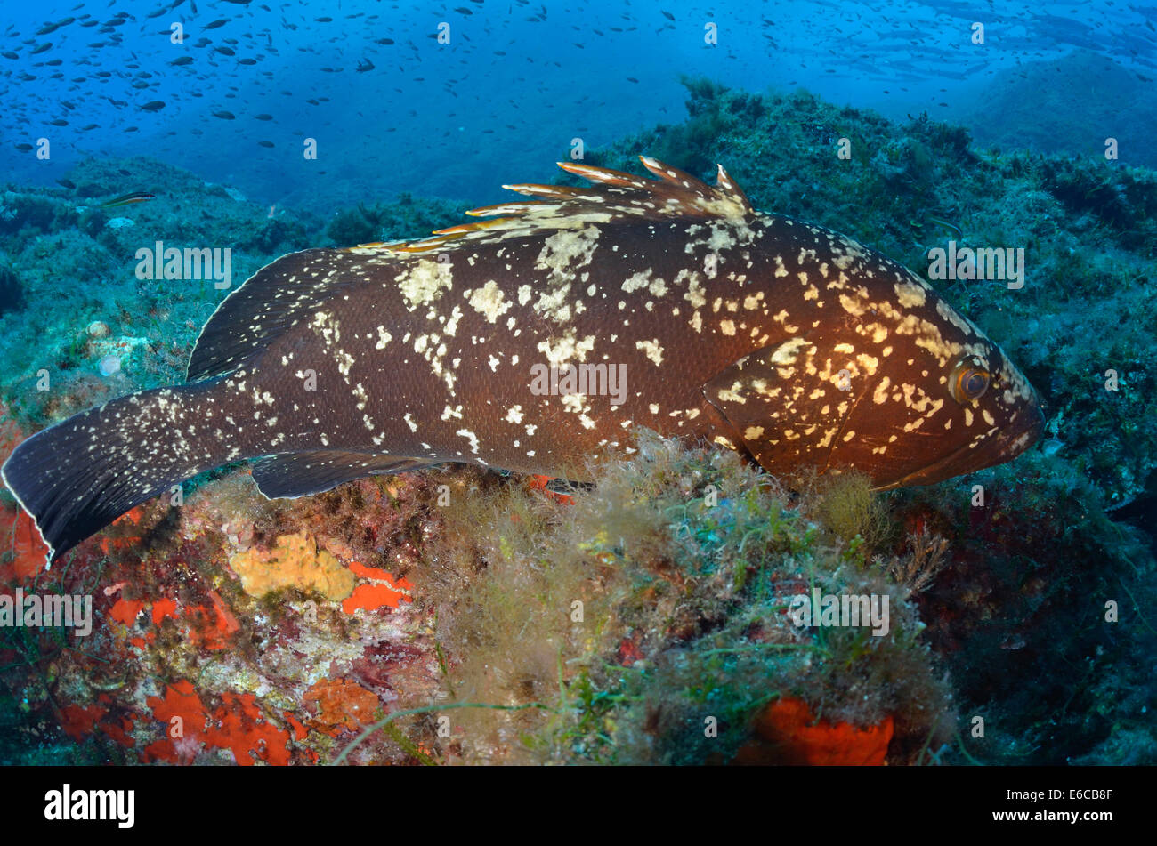 Dusky Grouper (Epinephelus Marginatus), Port-Cros, France, Europe Stock Photo
