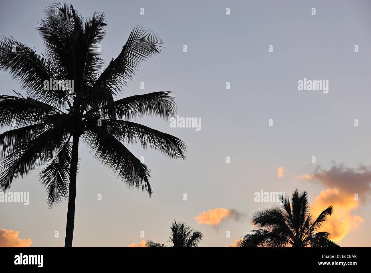 Palm tree at sunrise, Big Island, Hawaii Islands, USA Stock Photo